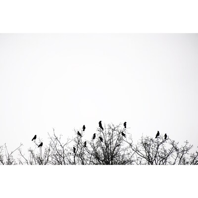 Birds Atop Trees - image1